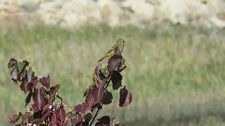 【野鳥】ナンキンハゼとジョウビタキ