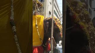 ఏనుగు అంబారీ in jagtial #shorts #elephant #god