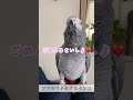 【おしゃべりインコ】ママのマネをするインコ shorts ヨウム おしゃべりインコ めいちゃん かわいい インコ ものまね bird