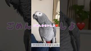 【おしゃべりインコ】ママのマネをするインコ#shorts #ヨウム #おしゃべりインコ #めいちゃん #かわいい #インコ #ものまね #bird