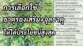 มือใหม่ควรเลือกใช้ธาตุรองเสริมแบบไหนให้ได้ประโยชน์และไม่เกิดโทษต่อต้นทุเรียน