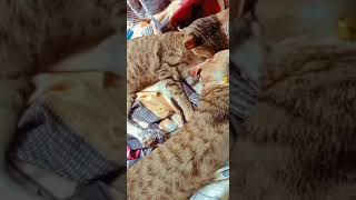 എനിക്കൊന്നും വയ്യേ... ഇത് കാണാൻ❤️❤️🥰🤣#catvideos #catsplaying #funnyvideos #funnycats #aww #catlover