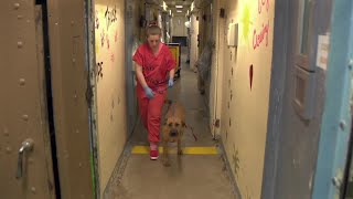 From jail cells to forever homes: MCSO’s MASH unit gives abused animals a second chance
