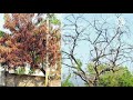 save our beloved neem tree a cry for help against die back disease