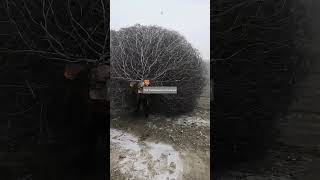 Collect Tumbleweed And Use It As Firewood To Keep Warm !