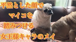 【パグカフェ・pug cafe】平然とした顔でマイコを踏み続ける女王様キャラのメイ！