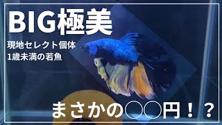 極微ベタ入手！！繁殖再スタート　＃ベタ水槽　＃aquarium