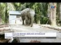 JABATAN PERHILITAN PAHANG - BERJAYA TANGKAP GAJAH BETINA LIAR [20 OKT 2017]