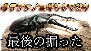 でるか？でかいやつ！ギラファノコギリクワガタ今季最後の掘り出し【ぴぴんap】Prosopocoilus giraffa