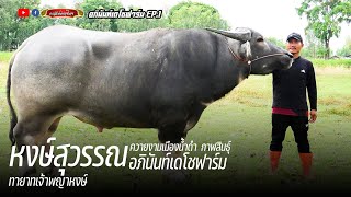 อภินันท์เดโชฟาร์ม EP.1 เจ้าหงษ์สุวรรณ พ่อพันธุ์ดาวรุ่งทายาทพญาหงษ์ แม่สายเพชรอุดร ช่วงตัวยาวลึกดีมาก