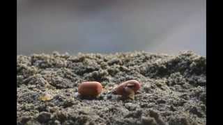 Time Lapse Video Germination of Seed