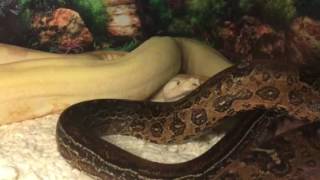 Boa Constrictor Breeding Pair Introduction