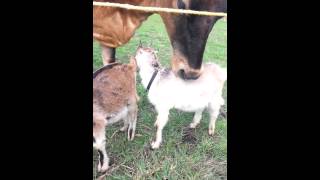 Zenya and her goats