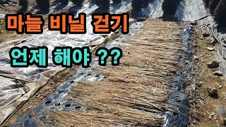 [전원생활] 마늘 보온 비닐걷는시기? 마늘 비닐걷기! 마늘 보온 비닐덮기 마늘 멀칭