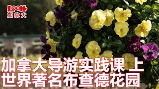 【斌主播户外】加拿大入境旅游协会导游实践课，温哥华岛的维多利亚市参观游览，布查德花园真不错（欢迎订阅斌主播）