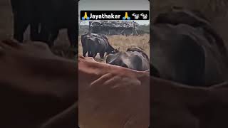 Jay Thakar 🙏🐄🐄