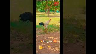 KODI PINGALA #Beastoneinourmakam #shorts #viral #pandemkollu #roostersoftheworld #rgf514