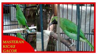 Kicau Mantenan Gacor Nembak Nembak