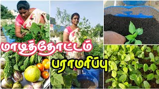 மழைக்குப் பின்🌧️🌾🌱🌷🍅🍆 மாடித்தோட்டம்/cleaning work/Santhiya's kitchen