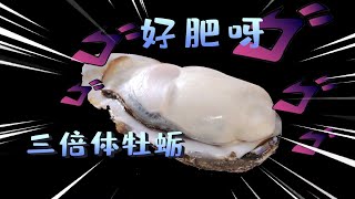 【牡蛎 生蚝 海蛎子】它们有什么区别？为了得到三倍体，这些人对牡蛎做了什么？！