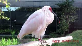 いしかわ動物園のトキ