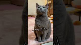 【ロシアンブルー】9歳めろん...猫の日の今日も元気におねだり🥰【猫】#shorts