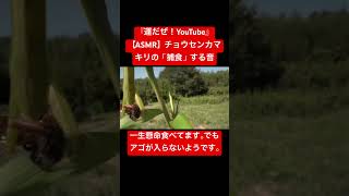 【ASMR】チョウセンカマキリが「捕食」する音 #虫の音 #insects #asmr #咀嚼音韓国 #asmrkorea #mantis #chewingsounds