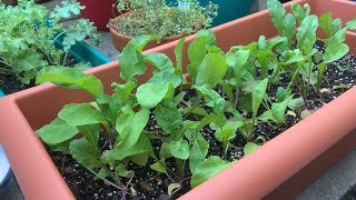 Arugula from Seed to Harvest