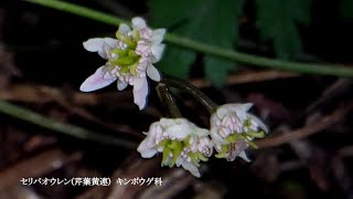 2025 02 17福岡37会①福岡県・四王寺山しおうじやまのセリバオウレン、サザンカなど②福岡県飯塚市・旧伊藤伝右衛門邸(きゅういとうでんえもんてい)のひな祭り