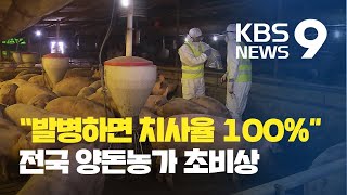 전국 6천여 양돈농가 ‘비상’…곳곳서 긴급 방역 / KBS뉴스(News)