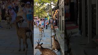 東大寺参道で休む鹿🫎奈良公園