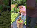 fruit cucumber jackfruit cucumberflower food cucumbe funny fruiting mukbang