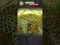 deer gets yeeted by leopard in shocking attack wildlife leopard deer