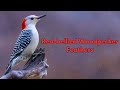 Red-bellied Woodpecker Feathers: Nature’s Masterpiece Revealed