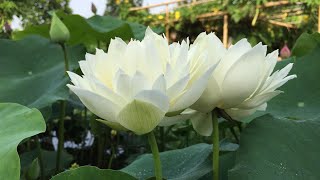 Growing mini white lotus in pots at home | grow mini lotus