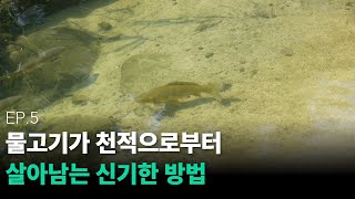 ep05.숲해설가의하천생태이야기_물고기가 천적으로부터 살아남는 신기한 방법