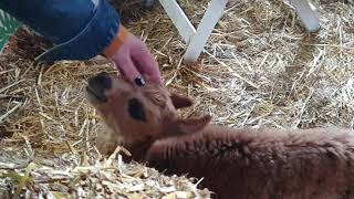 knuffelen met alpacas alpacaboerderij Lemelerveld