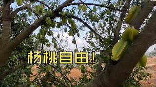 属于杨桃丰收的季节，掉地上没人吃，也根本吃不完