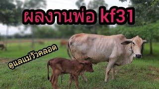 ผลงานพ่อ KF31 ดูแลแม่วัวและลูกวัวเกิดใหม่