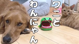 ワニのおもちゃで遊ぶ愛犬が凄かった