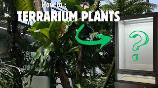 Plant Basics- How to plant a terrarium Ep.30