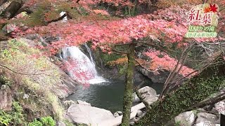 日本の滝百選　唐津市「見帰りの滝」で紅葉見ごろ【佐賀県】 (23/11/29 18:17)