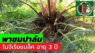 พาดูปาล์ม ไนจีเรียแบล็ค อายุ 3 ปี / อรรณพ สุราษฎร์