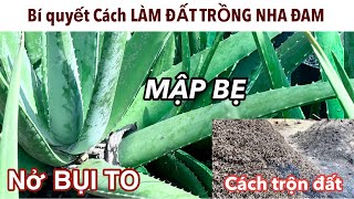 Bí Quyết Cách Làm Đất Trồng Nha Đam Trong Chậu Nở Bụi To | Mập Bẹ | Phát Triển Tốt