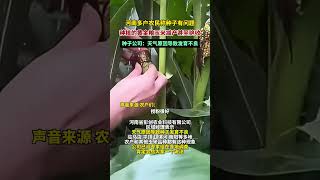 社会百态 | 多户农民称种子有问题，种植的黄金粮玉米减产甚至绝收，种子公司：天气原因导致发育不良。