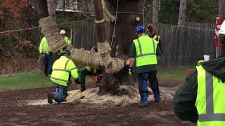 The new Rockefeller Center Christmas tree took six minutes to cut through