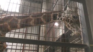 アミメキリン,八木山動物公園 フジサキの杜,Reticulated giraffe,Yagiyama Zoological Park,Sendai,Miyagi,Japan