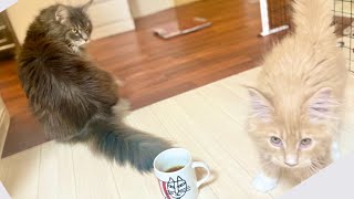 【メインクーンのいる生活】朝のスタートは猫cafeアリスから