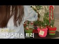 vlog. 본격적으로 엠에프피 크리스마스 시작 (12월을 준비하는 농장 구경 / 사이프러스, 아라우카리아 트리)