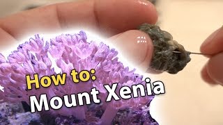 How to: Mount a Xenia Frag (fishing line method)